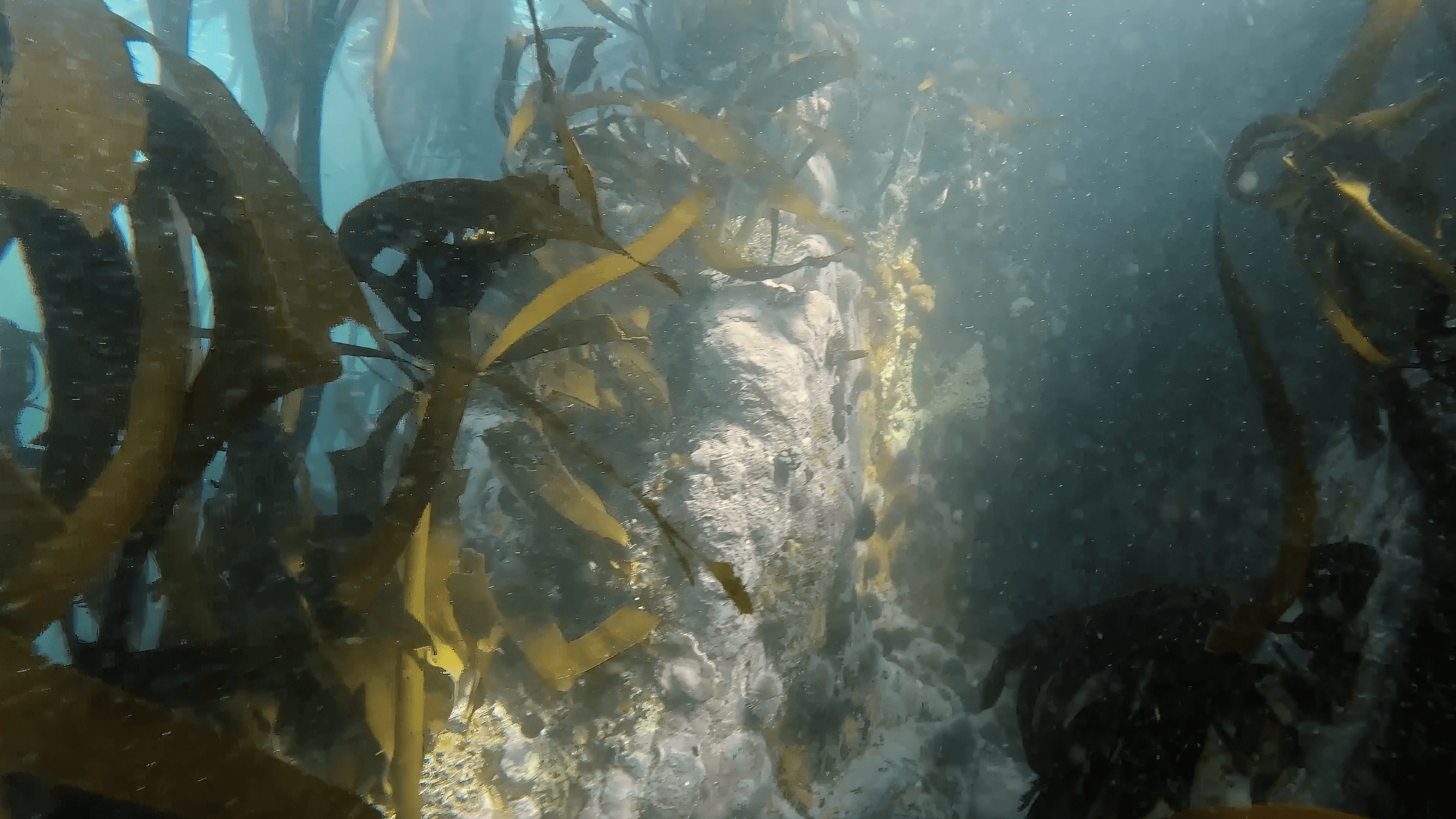 Daily Dive # 212 | Freediving in South Africa’s Kelp Forest
